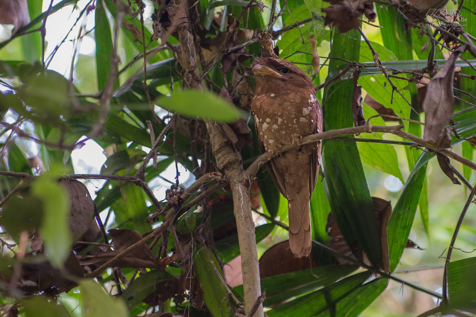 Thattekad - Sri Lanka frogmouth The Sri Lanka frogmouth (Batrachostomus moniliger) is a very well camouflaged bird related to the nightjars. This bird only lives in the Western Ghats of south India and in Sri Lanka.<br />
 Stefan Cruysberghs